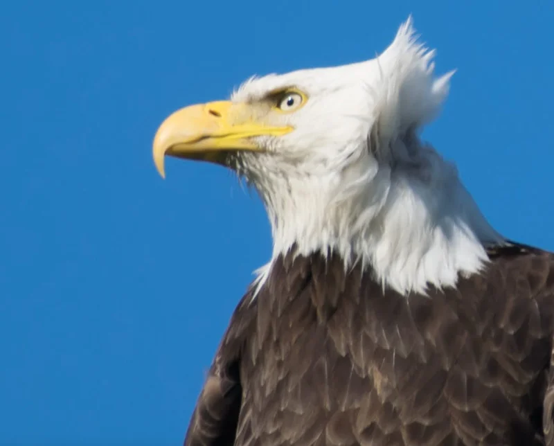 Alaska Permanent Fund: What's the Amount and When's the Dividend?